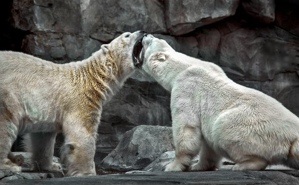 Comment organiser une expédition pour observer les ours polaires au Svalbard, Norvège?